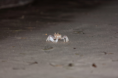 灰沙上的螃蟹支撑动物夹钳野生动物海岸美食餐厅生活甲壳海鲜图片