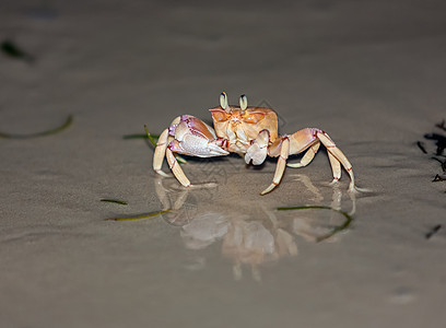 灰沙上的螃蟹海鲜动物海洋支撑海岸游泳海滩食物餐厅夹钳图片