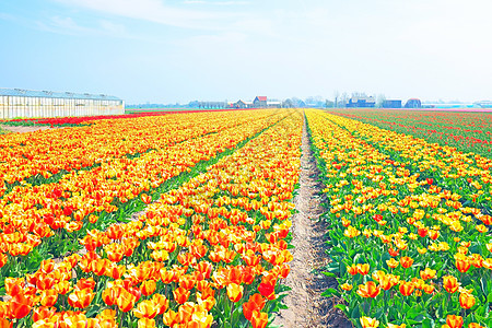 荷兰农村的郁金香花流出 来自荷兰风景天空黄色农场场地旅行文化乡村粉色红色图片