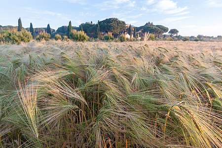 青春小麦在蓝天下绿色农场种植季节风景国家晴天天空全景生长蓝色地平线种植园图片