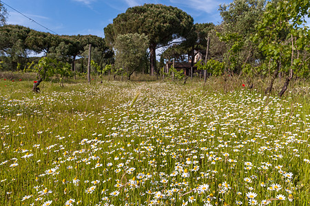 Camomilles 田地叶子国家草本植物季节植物土地草地甘菊雏菊农场图片