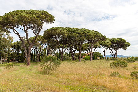意大利石松季节植物群公园叶子框架旅游树干树冠爬坡植物图片
