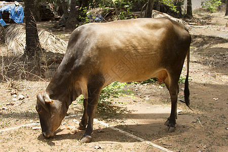 棕牛躺在地上 印度果阿大车旅行哺乳动物领导者运动国家优胜者动物跑步节日图片