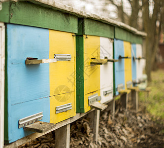 apicy 用于商业和编辑用途养蜂业花朵木头生态蜂房橙子盒子场地蜂窝草地图片