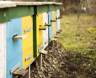 apicy 用于商业和编辑用途昆虫房子农场养蜂业蜜蜂动物蜂蜜草地蓝色团体图片