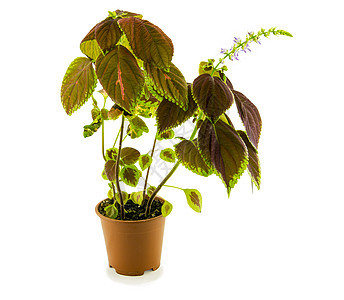 Coleus 花花在白色背景上孤立的花朵 用于商业和编辑用途生长粉色植物学植被热带叶子静脉紫色红色花园图片