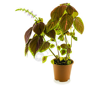 Coleus 花花在白色背景上孤立的花朵 用于商业和编辑用途静脉热带植被粉色宏观红色园艺花园绿色紫色图片