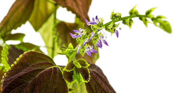 Coleus 花花在白色背景上孤立的花朵 用于商业和编辑用途热带红色叶子生长紫色植物静脉园艺粉色植被图片