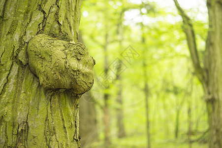 美丽的绿林 商业版和社论版的用途乡村树干缠绕针叶植物环境太阳小路山毛榉树木图片