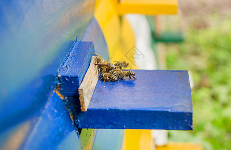 蜂蜜蜂巢生态内衬宏观蜂房盒子蜂窝昆虫花斑植物草地图片