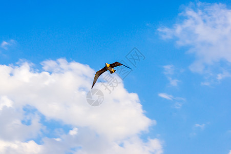 海鸥 在蓝天空中飞翔空气海鸟羽毛翼展太阳野生动物动物晴天翅膀辉光图片