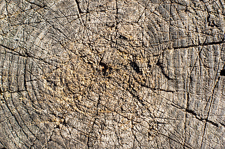 密闭木制剪切纹理森林历史年度树干生活树木棕色同心木头圆圈图片