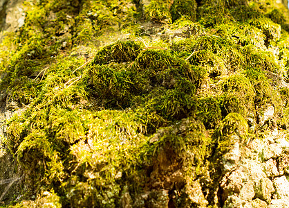 用于商业和社论用途供您使用绿色地衣苔藓岩石植物石头湿地沼泽图片