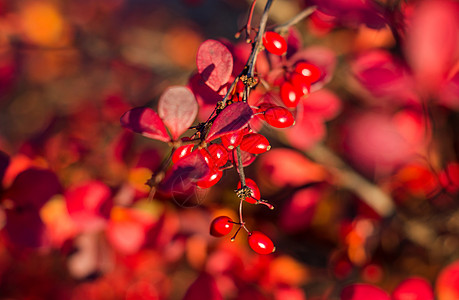 成熟的浆果莓树枝草本植物森林荒野太阳装饰花园食物阳光灌木宏观图片