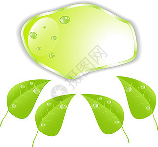 带文字空间的绿叶 矢量EPS10网络长方形艺术讨论水滴插图植物生态生物气泡图片