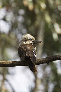 澳大利亚格拉姆皮安国家公园Kookaburra图片