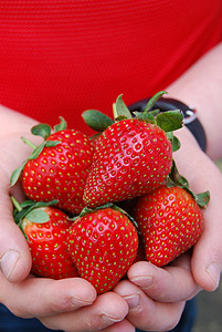 儿童手中的草莓红色服务农场绿色男生种子乐趣蓝色花园食物背景图片