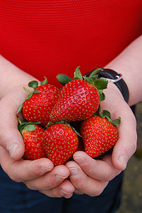 儿童手中的草莓花园绿色男生乐趣农场种子红色蓝色小吃服务背景图片