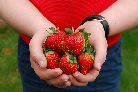 儿童手中的草莓农场红色乐趣花园蓝色男生食物种子服务绿色背景图片