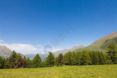 意大利阿尔卑斯山植物山脉松树天空国家高山牧场旅行草地森林图片