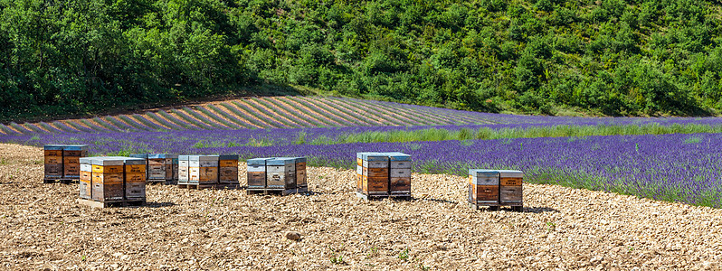 靠近熔化场的蜂巢盒子殖民地食物蜂蜡药品养蜂业晴天昆虫蜂房蜂窝图片
