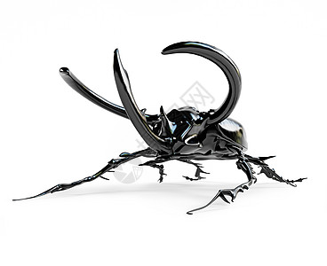 犀牛甲虫反射动物甲虫昆虫学昆虫插图黑色漏洞犀牛大力士图片