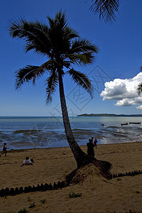 棕榈和海岸线小岛爬坡浅蓝色泡沫植物天空海洋衬套海滩木头图片