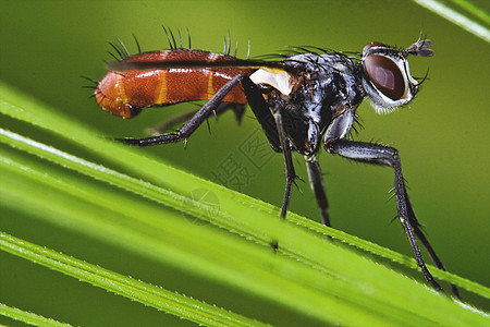 切宁达氏菌昆虫爪子翅膀绿色腹部双翅目棕色伤害宏观眼睛图片