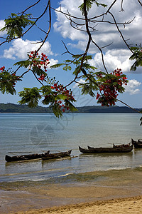 Madagascar 树枝船棕榈海岸线海藻波浪天空蓝色小岛爬坡支撑低潮萝卜图片