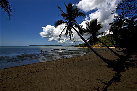 棕榈环礁湖植物衬套海岸线爬坡天空蓝色海洋浅蓝色小岛木头图片