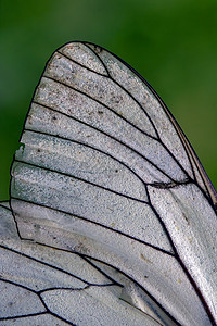 白翼线花园鳞翅目白色荒野宏观绿色黑色蝴蝶棕色昆虫图片