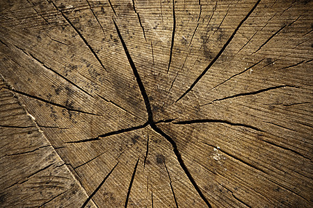 锯木的交叉部分硬木农村柴堆圆形松树木材森林活力乡村记录图片
