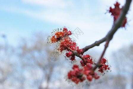 红梅芽植物群树苗枝条生活生长环境树木叶子季节美丽图片