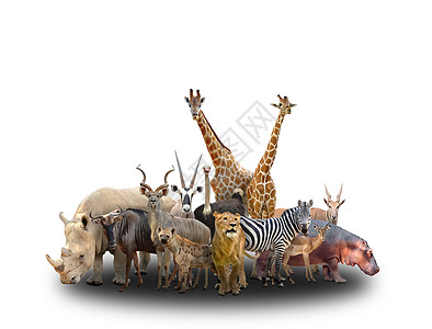 非洲动物群集收藏食草鸵鸟动物群野马白色团伙斑马黑色食肉图片