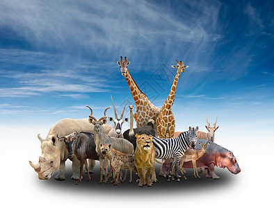 非洲动物群集天空阴影犀牛野生动物蓝色狮子团伙收藏食草哺乳动物图片