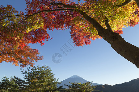 在日本富济山 叶叶变秋色商事天空隧道树叶走廊斋子吸引力地标公园旅行图片