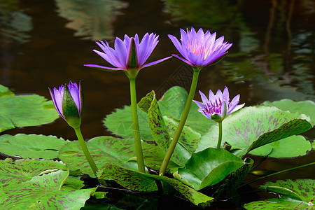 水百合合合起来花园公园花瓣池塘水池植物群植物学荒野荷花树叶图片