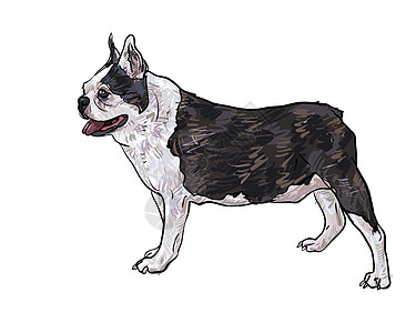 法国斗牛犬的侧面犬类灰色黑色插图哺乳动物耳朵白色宠物动物图片
