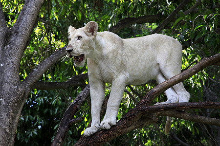 白狮子野生动物食肉国王捕食者哺乳动物男性丛林白色青少年自然公园图片