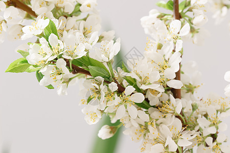 春间断季节花瓣时期雄蕊种子植物群叶子花期投标压痛图片