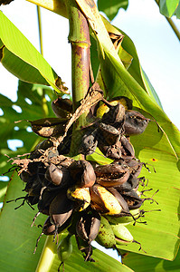腐烂香蕉棕色活力衰变害虫水果黄色白色多样性概念风险图片