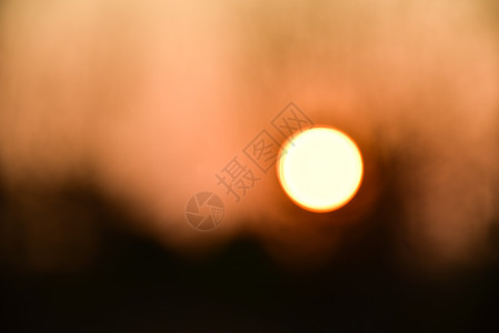 日落的死树森林金子公园麋鹿阳光树干国家太阳橙子荒野图片