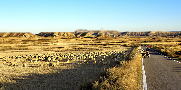 牧羊人和羊群男人动物农村天空绵羊羊肉工作乡村农业牧场图片