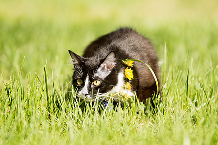 黑猫在绿草坪上玩动物毛皮白色哺乳动物黑色晶须小猫眼睛男性绿色图片