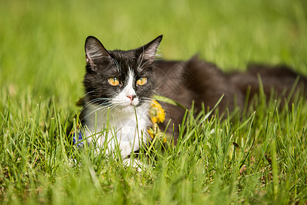 黑猫在绿草坪上玩眼睛毛皮绿色男性小猫草地艺术动物哺乳动物白色图片