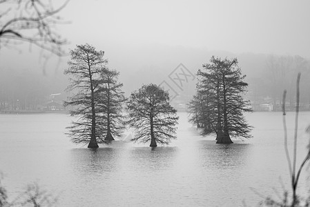 在雾中湖中央的长树上薄雾黑与白风景日出水库倒影树木池塘背景图片