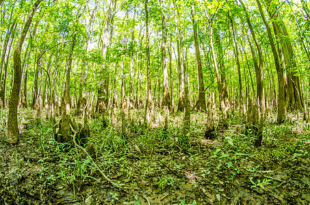 南卡罗州孔加里国家公园的西压林和沼泽杂草公园森林渣土栖息地湿地树木藤蔓国家潮湿图片