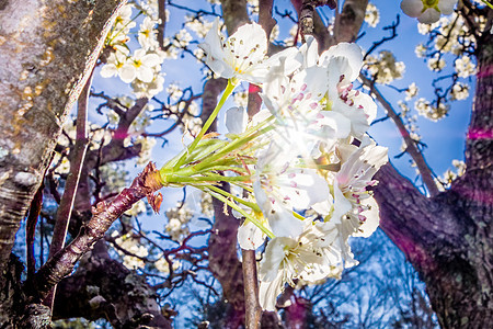 白樱花在春天开花植物生活花瓣蓝色季节植物群樱桃花樱花生长图片