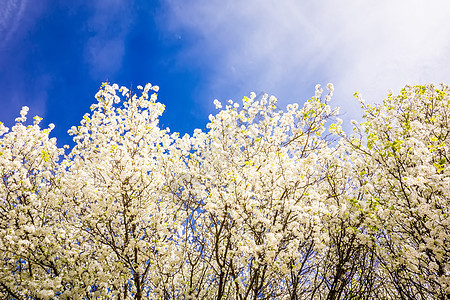 白樱花在春天开花樱花樱桃花植物植物群蓝色生活生长季节花瓣图片
