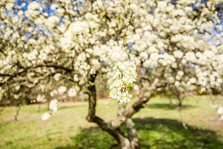 白樱花在春天开花生活樱桃花植物群花瓣植物樱花季节生长蓝色图片
